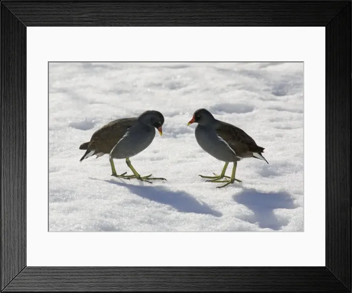 Framed Print : Moorhen - 2 birds standing in snow, Lower Saxony, Germany Framed Print : Moorhen - 2 birds standing in snow, Lower Saxony, Germany