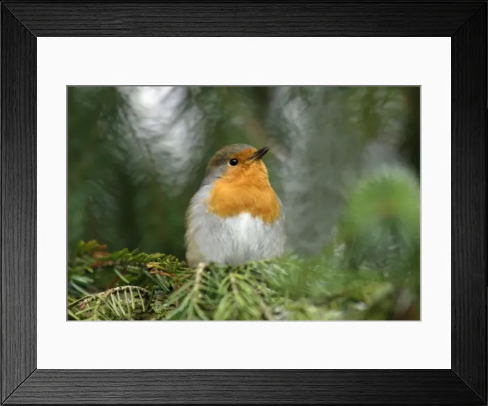 Framed Print : Robin - singing from fir tree in garden, Lower Saxony, Germany