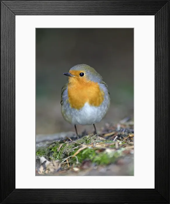Framed Print : Robin - portrait, in garden, Lower Saxony, Germany Framed Print : Robin - portrait, in garden, Lower Saxony, Germany