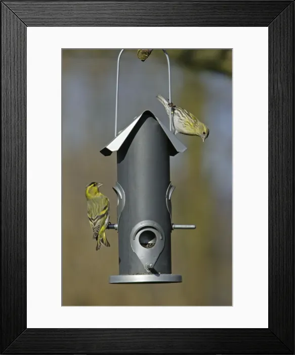 Framed Print : Siskin - 2 birds at feeder in garden, Lower Saxony, Germany Framed Print : Siskin - 2 birds at feeder in garden, Lower Saxony, Germany