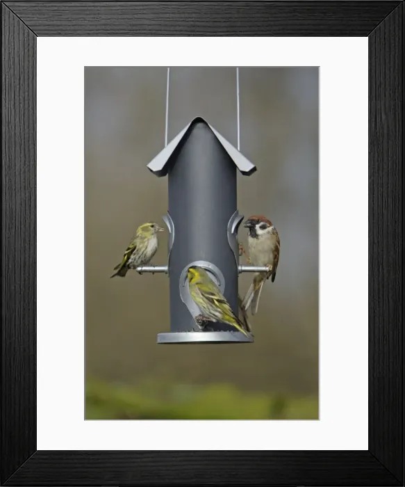 Framed Print : Siskins and Tree Sparrow (Passer montanus) - at feeder in garden, Lower Saxony, Germany Framed Print : Siskins and Tree Sparrow (Passer montanus) - at feeder in garden, Lower Saxony, Germany