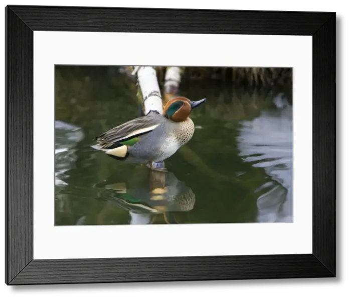Framed Print : Teal - drake resting on branch in lake, Lower Saxony, Germany Framed Print : Teal - drake resting on branch in lake, Lower Saxony, Germany