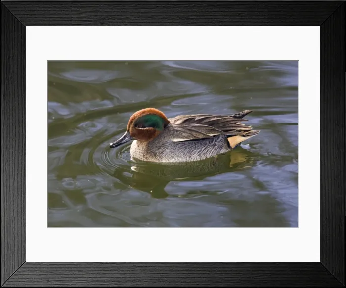 Framed Print : Teal - drake swimming on lake, Lower Saxony, Germany Framed Print : Teal - drake swimming on lake, Lower Saxony, Germany