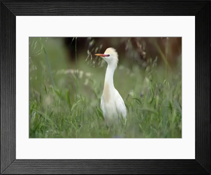 Framed Print : Cattle Egret - on meadow, with erected crest, Alentejo, Portugal Framed Print : Cattle Egret - on meadow, with erected crest, Alentejo, Portugal