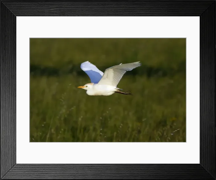 Framed Print : Cattle Egret - in flight over meadow, Alentejo, Portugal Framed Print : Cattle Egret - in flight over meadow, Alentejo, Portugal