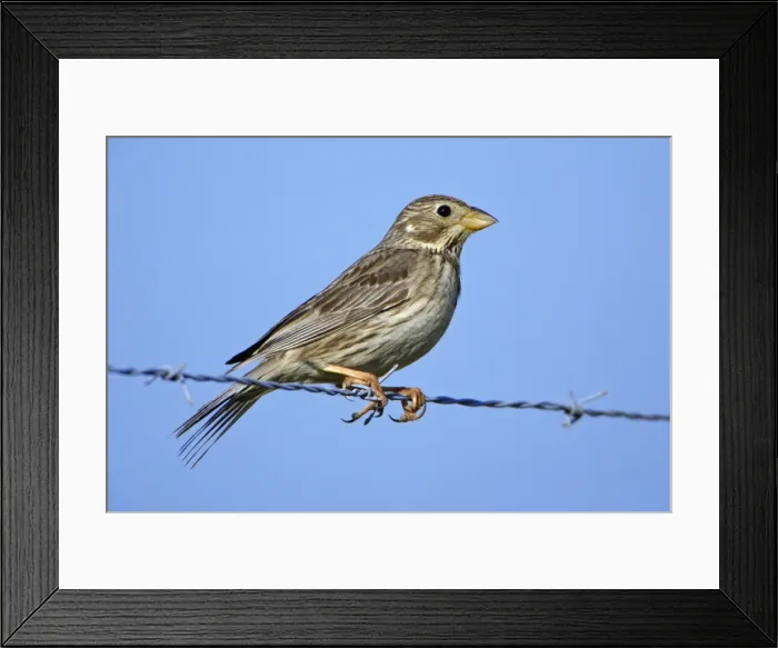 Framed Print : Corn Bunting - perched on fence wire, Extremadura, Spain Framed Print : Corn Bunting - perched on fence wire, Extremadura, Spain