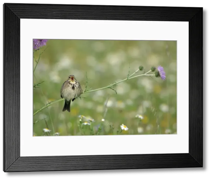 Framed Print : Corn Bunting - perched on thistle, singing, Extremadura, Spain Framed Print : Corn Bunting - perched on thistle, singing, Extremadura, Spain