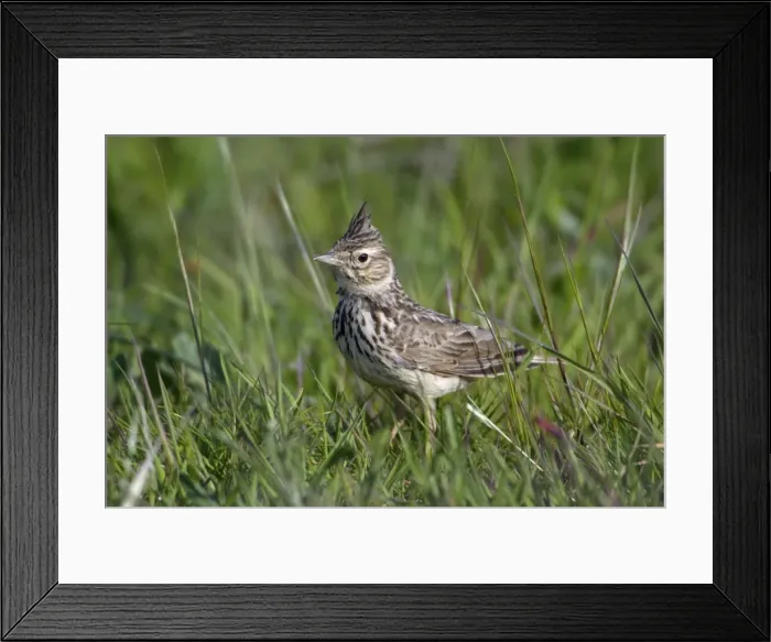 Framed Print : Crested Lark - on meadow, Extremadura, Spain Framed Print : Crested Lark - on meadow, Extremadura, Spain