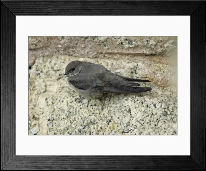 Framed Print : Crag Martin - resting on bridge masonry, Extremadura, Spain Framed Print : Crag Martin - resting on bridge masonry, Extremadura, Spain