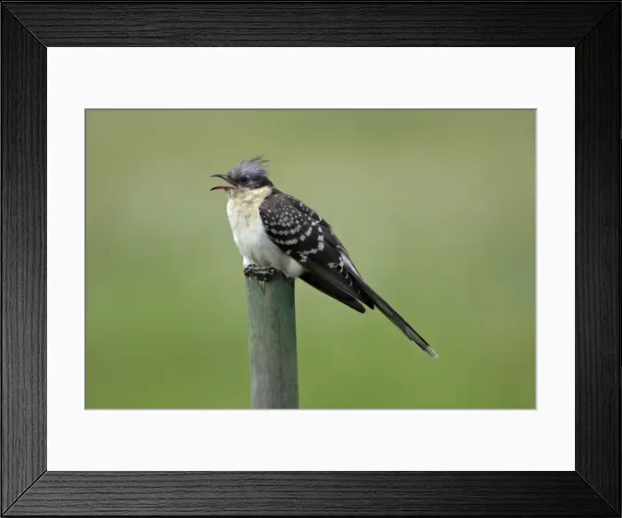 Framed Print : Great Spotted Cuckoo - calling from fence post, Extremadura, Spain Framed Print : Great Spotted Cuckoo - calling from fence post, Extremadura, Spain