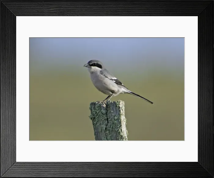 Framed Print : Great Grey Shrike - perched on post, Extremadura, Spain Framed Print : Great Grey Shrike - perched on post, Extremadura, Spain