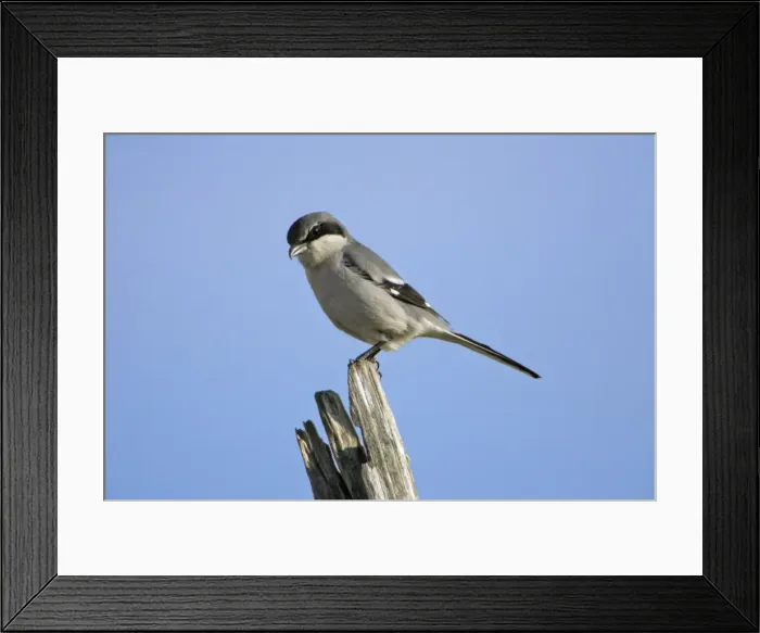 Framed Print : Great Grey Shrike - perched on post, Extremadura, Spain