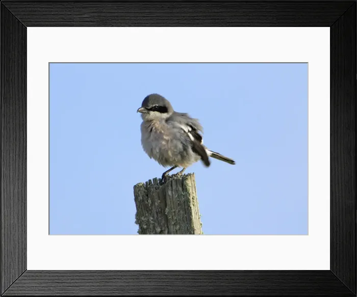 Framed Print : Great Grey Shrike - ruffling its feathers, Extremadura, Spain Framed Print : Great Grey Shrike - ruffling its feathers, Extremadura, Spain