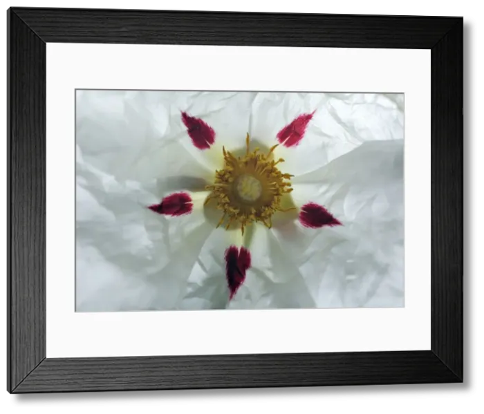 Framed Print : Gum Cistus - detailed study of blossom, Extremadura, Spain Framed Print : Gum Cistus - detailed study of blossom, Extremadura, Spain