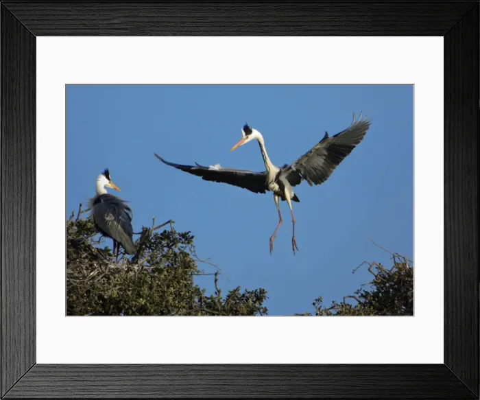 Framed Print : Grey Heron - landing at nesting colony in tree, Alentejo, Portugal Framed Print : Grey Heron - landing at nesting colony in tree, Alentejo, Portugal