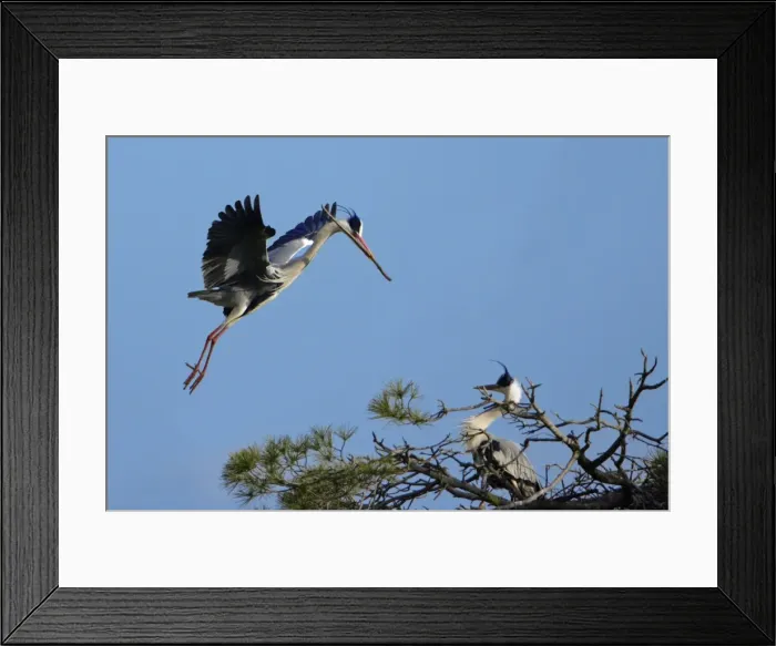 Framed Print : Grey Heron - landing at nesting colony, with nest material in beak, Alentejo, Portugal Framed Print : Grey Heron - landing at nesting colony, with nest material in beak, Alentejo, Portugal