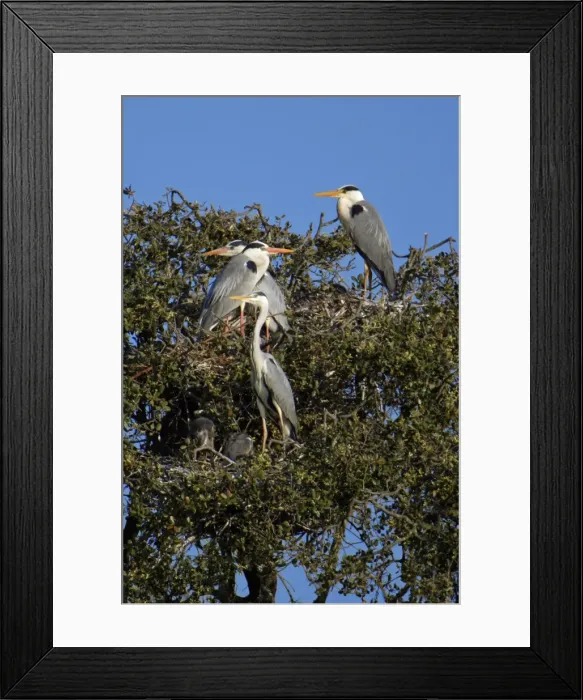 Framed Print : Grey Heron - birds at nesting colony, Alentejo, Portugal Framed Print : Grey Heron - birds at nesting colony, Alentejo, Portugal