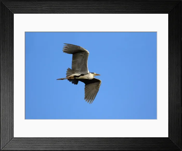 Framed Print : Grey Heron - in flight, Alentejo, Portugal Framed Print : Grey Heron - in flight, Alentejo, Portugal