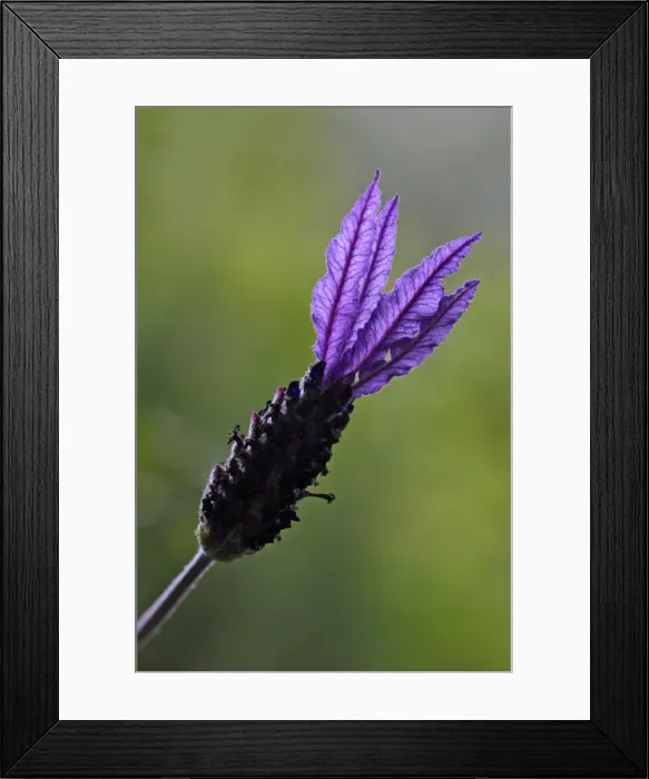 Framed Print : French Lavender - detailed study of blossom Extremadura Spain Framed Print : French Lavender - detailed study of blossom Extremadura Spain