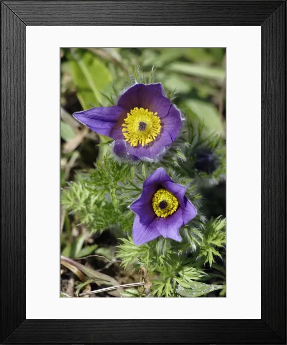Framed Print : Pasque flower - hybrid plant in garden, Lower Saxony, Germany Framed Print : Pasque flower - hybrid plant in garden, Lower Saxony, Germany