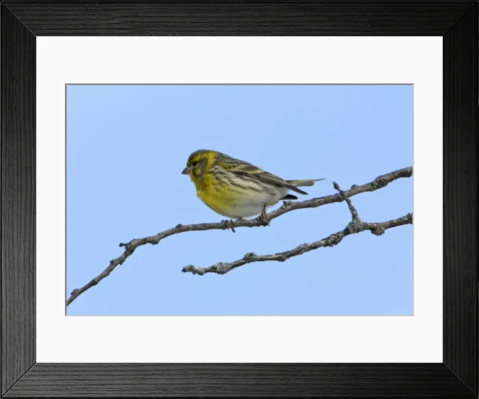 Framed Print : Serin - male bird on branch, Extremadura, Spain Framed Print : Serin - male bird on branch, Extremadura, Spain