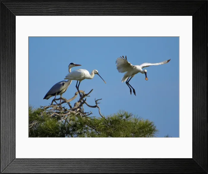 Framed Print : Spoonbill and Grey Heron - (Ardea Cinerea), birds at roosting tree, Alentejo, Portugal Framed Print : Spoonbill and Grey Heron - (Ardea Cinerea), birds at roosting tree, Alentejo, Portugal