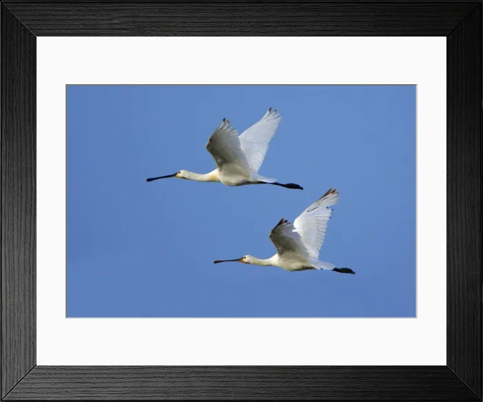 Framed Print : Spoonbill - 2 birds in flght, Alentejo, Portugal Framed Print : Spoonbill - 2 birds in flght, Alentejo, Portugal
