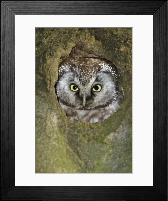 Framed Print : Tengmalm's Owl - at nest entrance, Lower Saxony, Germany Framed Print : Tengmalm's Owl - at nest entrance, Lower Saxony, Germany