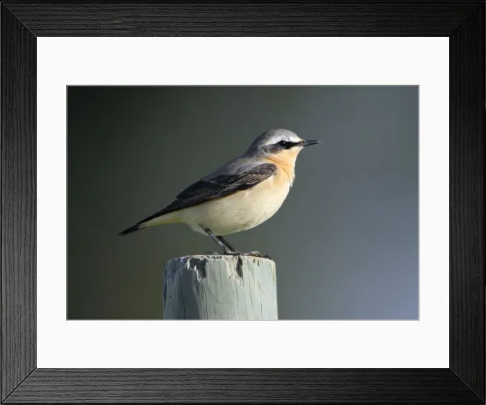Framed Print : Wheatear - male bird on fence post, Alentejo, Portugal Framed Print : Wheatear - male bird on fence post, Alentejo, Portugal