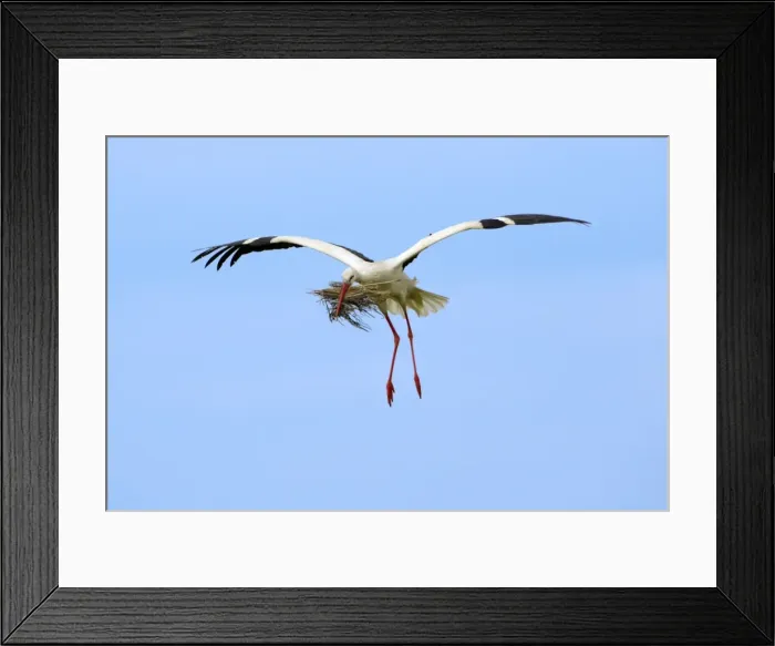 Framed Print : White Stork - in flight with nest material in beak, Extremadura, Spain Framed Print : White Stork - in flight with nest material in beak, Extremadura, Spain