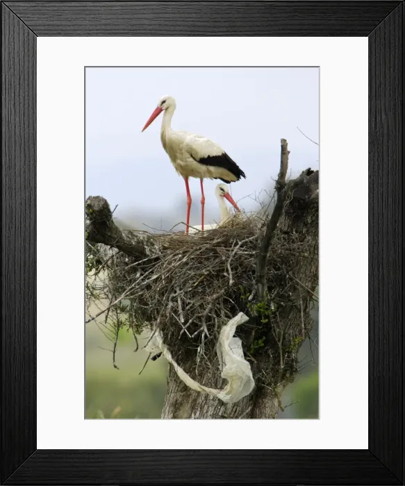 Framed Print : White Stork - pair at nest, Extremadura, Spain Framed Print : White Stork - pair at nest, Extremadura, Spain