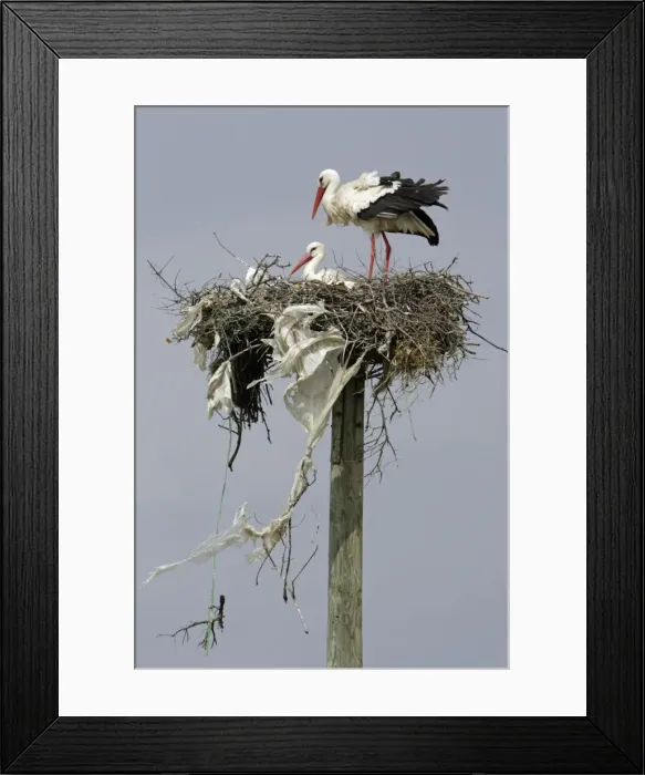 Framed Print : White Stork - pair at nest, Extremadura, Spain Framed Print : White Stork - pair at nest, Extremadura, Spain