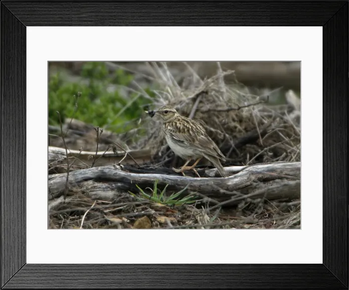 Framed Print : Woodlark - with food in beak, Extremadura, Spain Framed Print : Woodlark - with food in beak, Extremadura, Spain