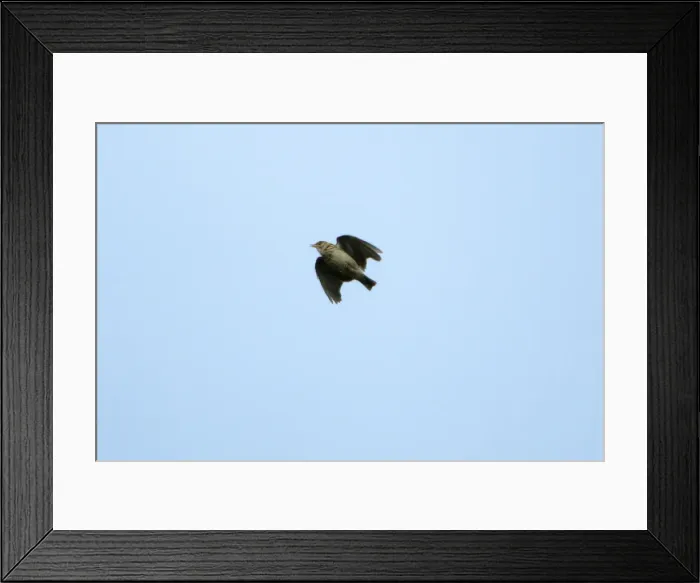 Framed Print : Woodlark - singing on the wing, Extremadura, Spain Framed Print : Woodlark - singing on the wing, Extremadura, Spain