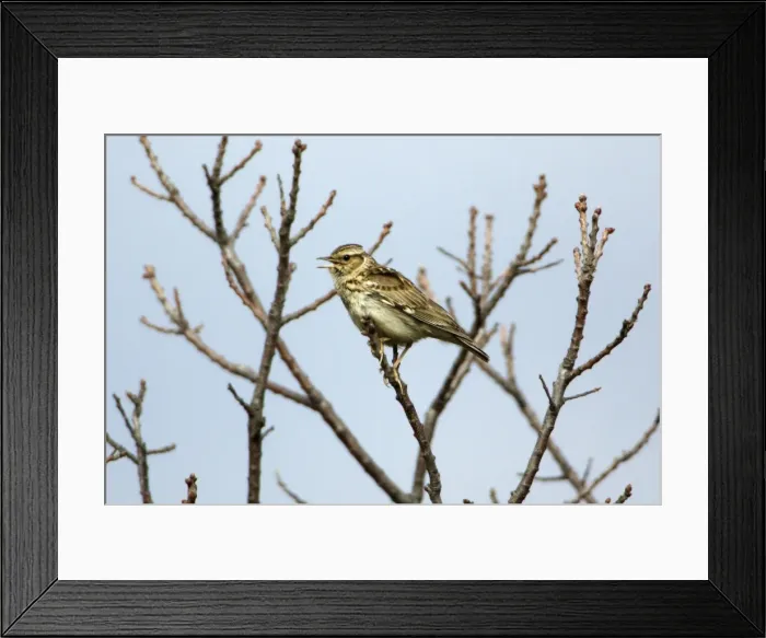 Framed Print : Woodlark - singing from tree, Extremadura, Spain Framed Print : Woodlark - singing from tree, Extremadura, Spain