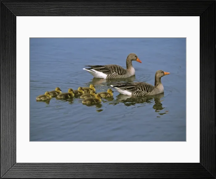 Framed Print : Greylag Goose - parents with goslings on lake, Hessen, Germany Framed Print : Greylag Goose - parents with goslings on lake, Hessen, Germany