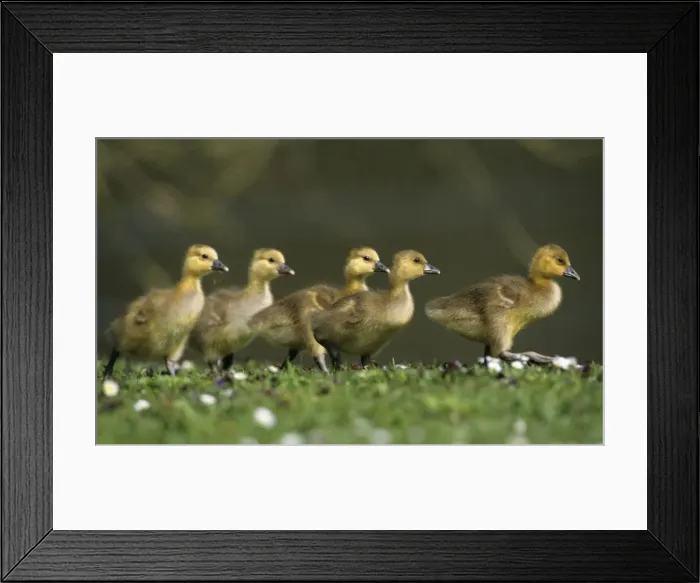 Framed Print : Greylag Goose - 5 goslings walking across meadow, Hessen, Germany Framed Print : Greylag Goose - 5 goslings walking across meadow, Hessen, Germany