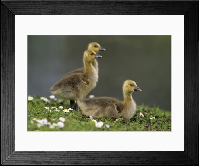 Framed Print : Greylag Goose - 3 goslings resting on meadow, Hessen, Germany Framed Print : Greylag Goose - 3 goslings resting on meadow, Hessen, Germany
