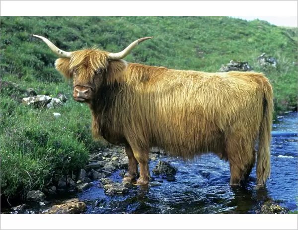 Highland Cow - in stream, Isle of Mull, Scotland