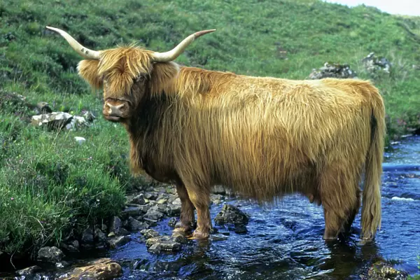 Highland Cow - in stream, Isle of Mull, Scotland