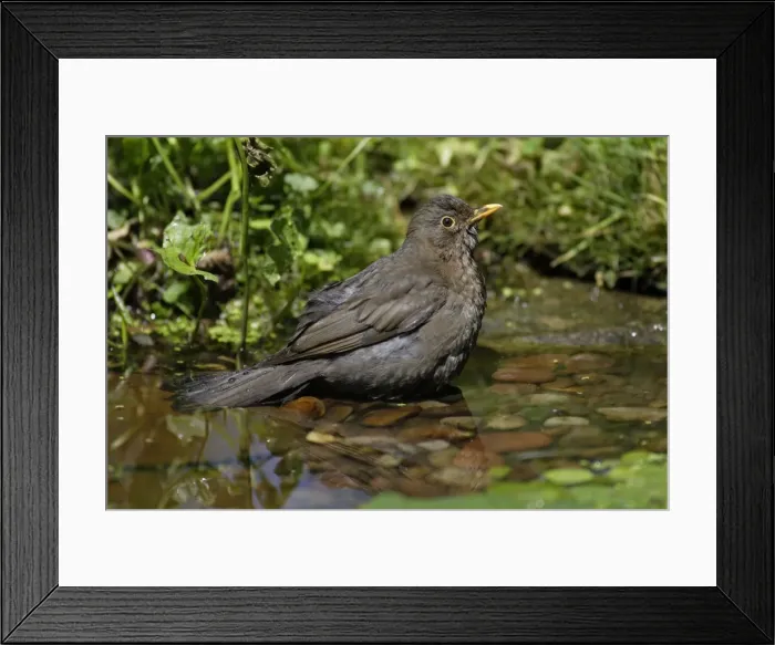 Framed Print : Blackbird - female bathing in garden pond, Lower Saxony, Germany Framed Print : Blackbird - female bathing in garden pond, Lower Saxony, Germany