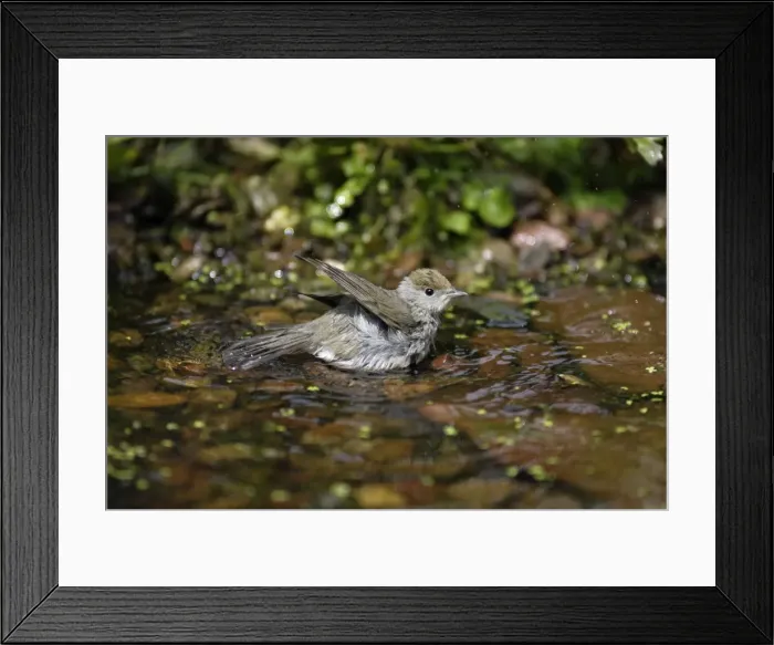 Framed Print : Blackcap - female bathing in garden pond, Lower Saxony, Germany Framed Print : Blackcap - female bathing in garden pond, Lower Saxony, Germany
