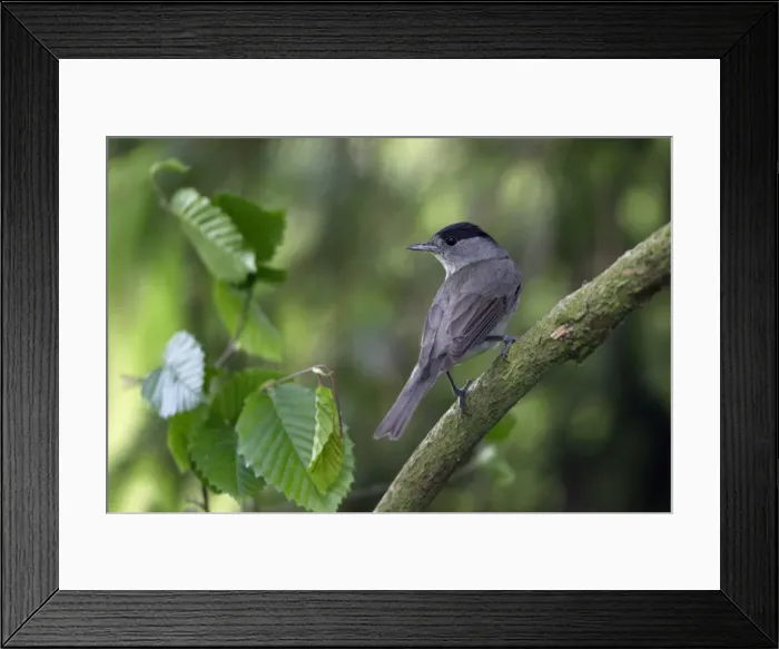 Framed Print : Blackcap- male, Lower Saxony, Germany Framed Print : Blackcap- male, Lower Saxony, Germany