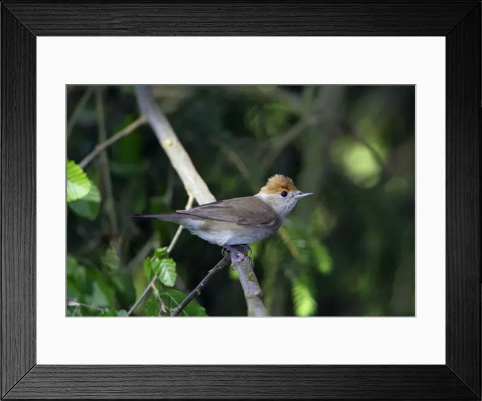 Framed Print : Blackcap - female, Lower Saxony, Germany Framed Print : Blackcap - female, Lower Saxony, Germany
