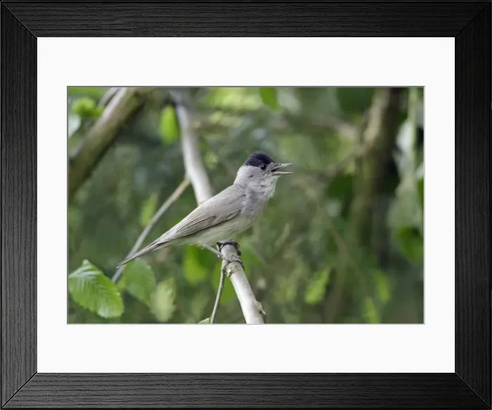 Framed Print : Blackcap - male singing, Lower Saxony, Germany Framed Print : Blackcap - male singing, Lower Saxony, Germany