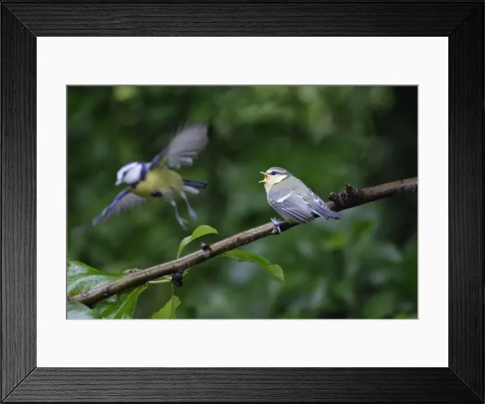 Framed Print : Blue Tit - adult with fledgling, Lower Saxony, Germany Framed Print : Blue Tit - adult with fledgling, Lower Saxony, Germany