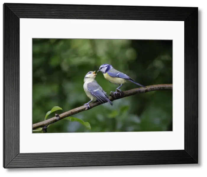 Framed Print : Blue Tit - parent bird feeding fledgling, Lower Saxony, Germany Framed Print : Blue Tit - parent bird feeding fledgling, Lower Saxony, Germany