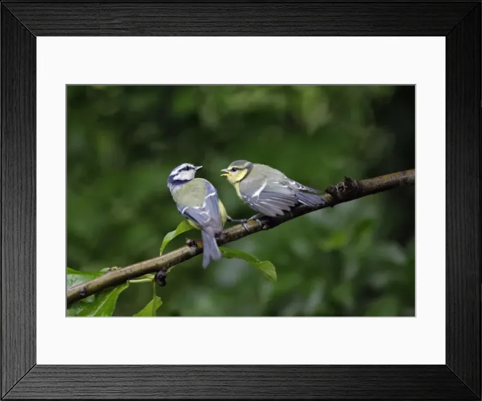 Framed Print : Blue Tit - parent bird feeding fledgling, Lower Saxony, Germany
