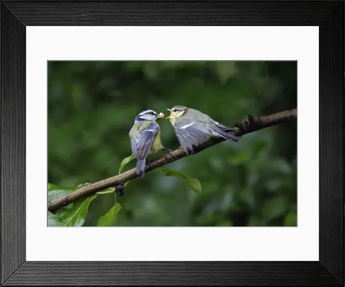 Framed Print : Blue Tit - parent bird feeding fledgling, Lower Saxony, Germany Framed Print : Blue Tit - parent bird feeding fledgling, Lower Saxony, Germany