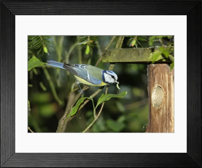 Framed Print : Blue Tit - adult with food at nestbox entrance, Lower Saxony, Germany Framed Print : Blue Tit - adult with food at nestbox entrance, Lower Saxony, Germany